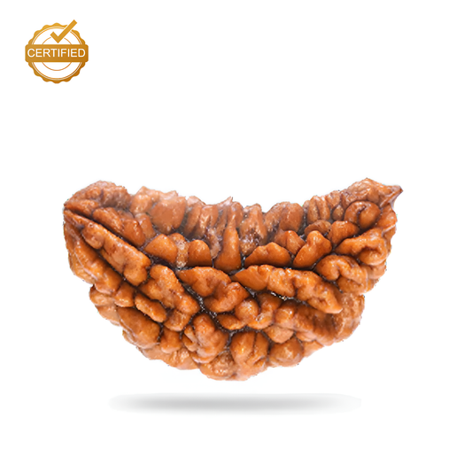 1 Mukhi Rudraksha (Ek Mukhi)