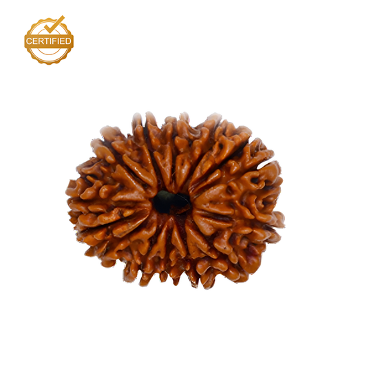 14 Mukhi Rudraksha (Chaudah Mukhi)