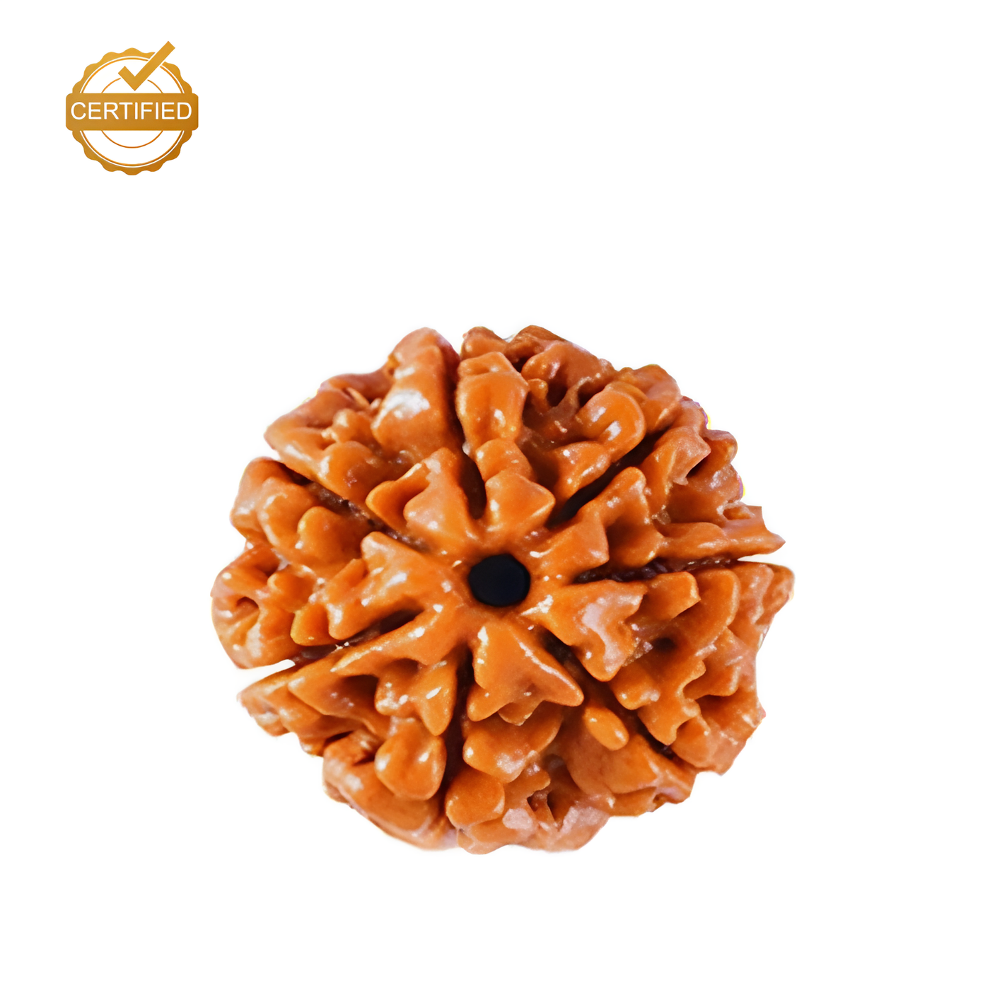 7 Mukhi Rudraksha (Saat Mukhi)