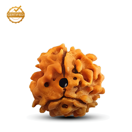 3 Mukhi Rudraksha (Teen Mukhi)