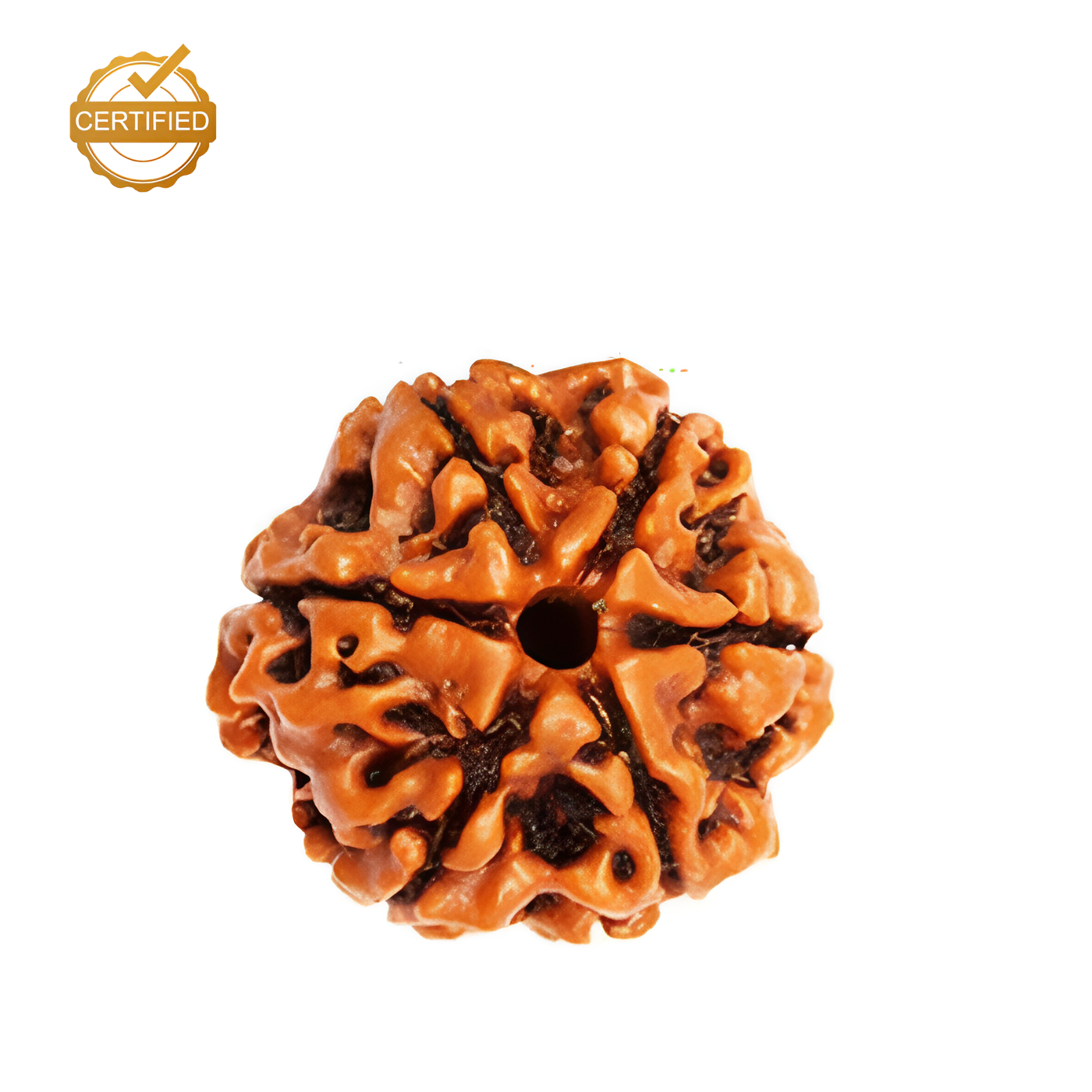 6 Mukhi Rudraksha (Chhah Mukhi)