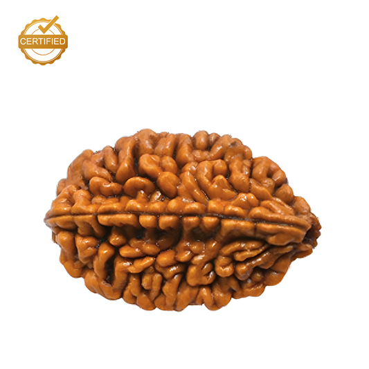 2 Mukhi Rudraksha (Do Mukhi)