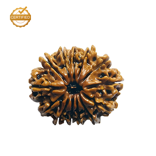 13 Mukhi Rudraksha (Terah Mukhi)
