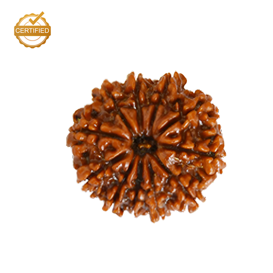 10 Mukhi Rudraksha (Das Mukhi)