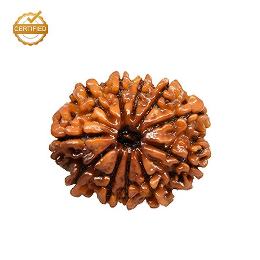 11 Mukhi Rudraksha (Gyarah Mukhi)