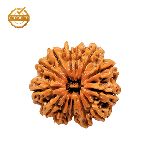 12 Mukhi Rudraksha (Barah Mukhi)