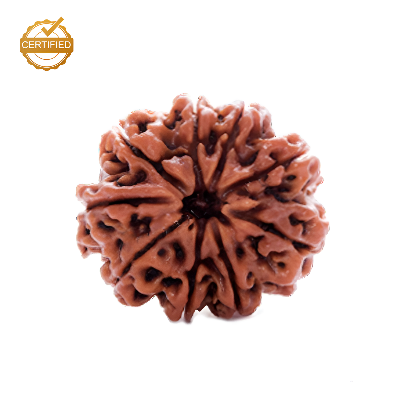 9 Mukhi Rudraksha (Nau Mukhi)
