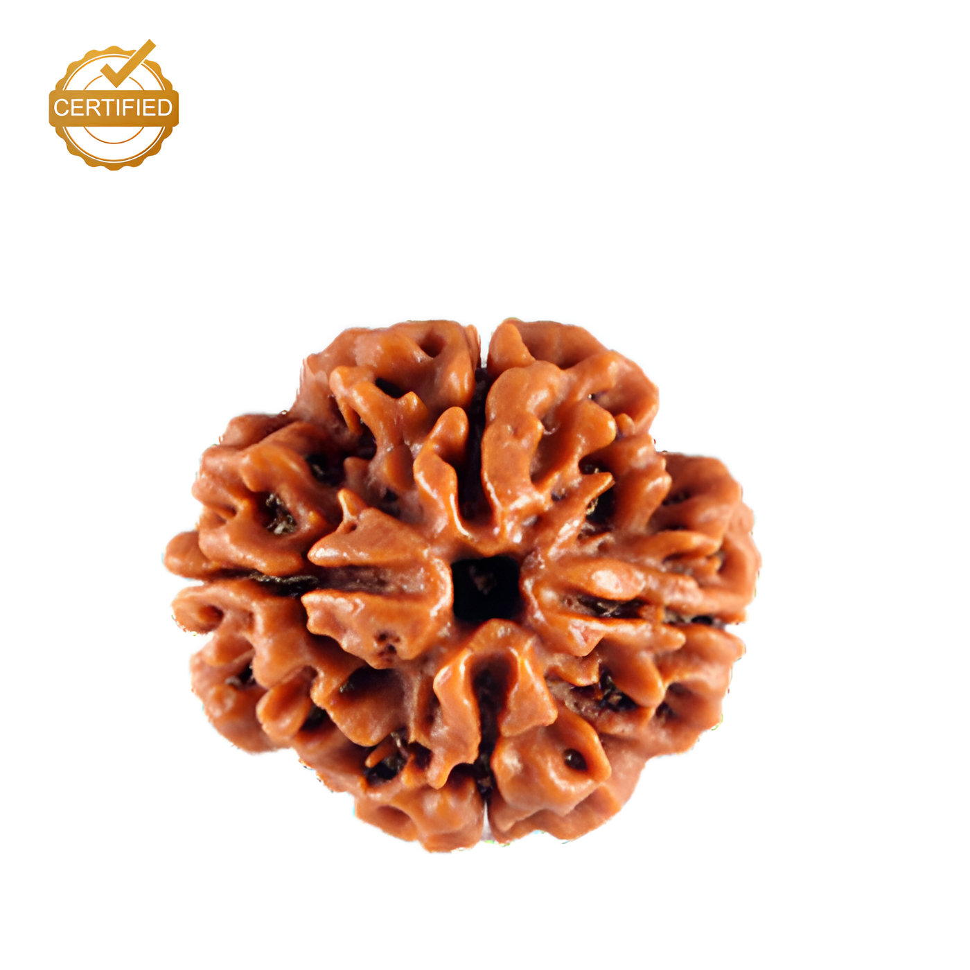 4 Mukhi Rudraksha (Chaar Mukhi)
