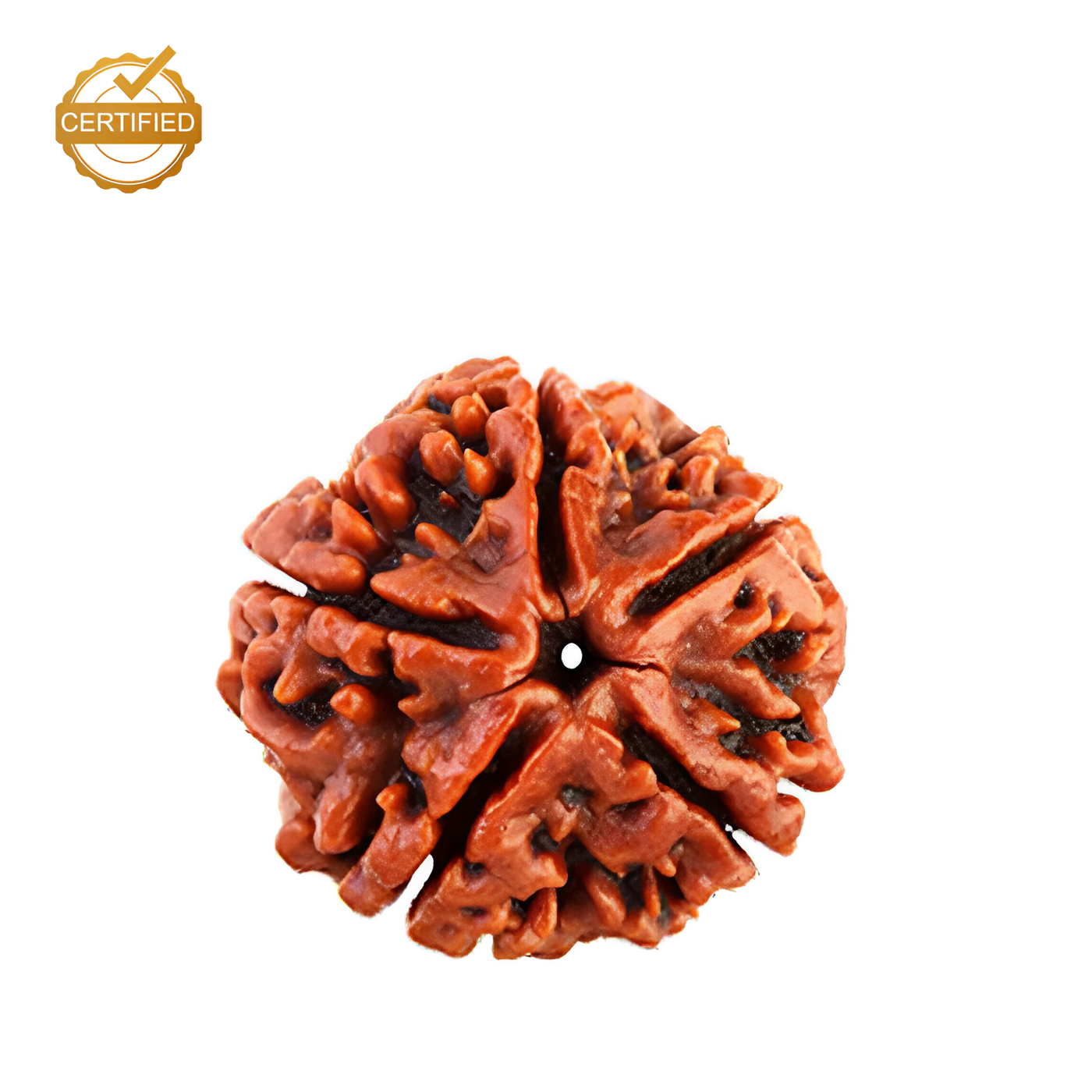 5 Mukhi Rudraksha (Panch Mukhi)