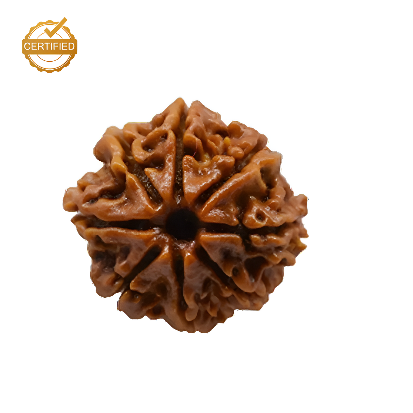 8 Mukhi Rudraksha (Aath Mukhi)